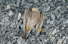 Investigation into deaths of two protected falcons found in Wexford quarry
