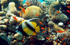 'We're in trouble': Landmark UN report details unprecedented decline in nature