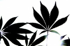 'Elaborate' cannabis growing operation uncovered in Donegal