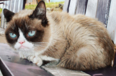 Online celebrity Grumpy Cat dies aged 7