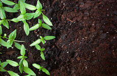 Composting of human bodies now legal in Washington