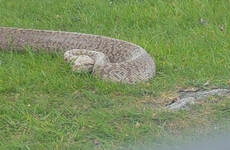 5ft-long Burmese python found in Wicklow Mountains