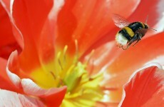 UK has a 'plan bee' to re-introduce extinct species