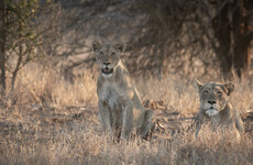 14 lions on the loose in South Africa after escape from national park