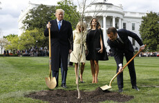 A 'friendship tree' planted by Trump and Macron last year has died
