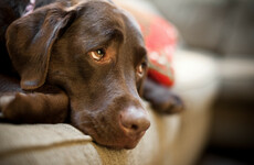 Dogs may have evolved 'puppy dog eyes' to communicate with humans