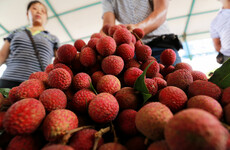 A mysterious brain fever linked to lychees has killed over 100 children in India