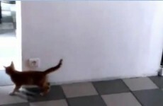 VIDEO: Cat loses game of hide and seek