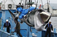 Japan resumes commercial whaling despite extinction fears