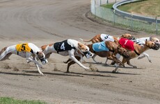 Disquiet in government as Ross calls out minister's response to greyhound controversy