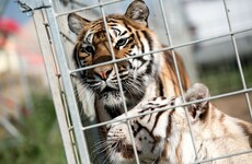 Tigers maul circus trainer to death in Italy
