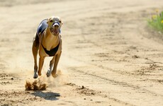 Ross calls for resignations over greyhound scandal saying it amounts to 'subsidised cruelty'