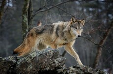 Trump administration rolls back on protections for endangered species