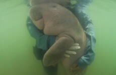 Beloved Thai dugong found dead with plastic in her stomach