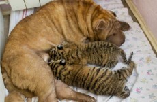 Abandoned tiger cubs adopted by Shar Pei