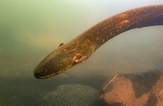 Newly discovered, high-voltage electric eels found to be living in the Amazon