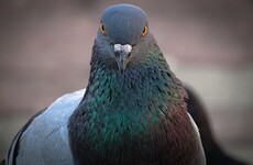 CIA reveals it tried to train animals to spy on the Russians in the 1970s