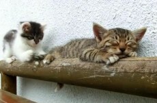 Cute Kitten of the Day Video