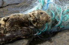 Why are seals being killed? Sanctuary notes 'swing in activity'