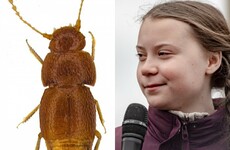 Newly discovered beetle named after climate activist Greta Thunberg