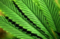 Hundreds of cannabis plants seized in anti-drug operation