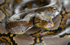 Woman found dead in US with python around her neck