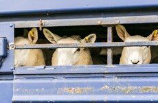 Thousands of sheep feared dead after ship capsizes off Romanian coast