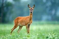 Deer found dead with 7kg of plastic bags, underwear and towels in stomach in Thailand