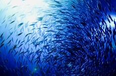 Marine life threatened by dropping oxygen levels in Earth's waters, conservation group says