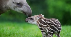 PHOTOS: the latest addition to Dublin Zoo...a newborn Tapir calf