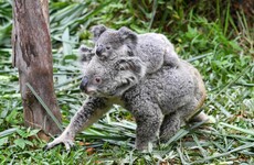 Thousands of koalas 'key to future of species' feared dead after bushfires sweep Australian sanctuary