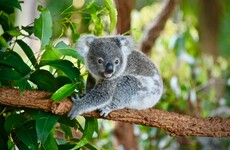 Dozens of koalas die and 80 treated for injuries and starvation after Australian habitat logged