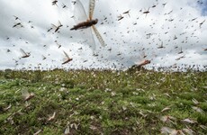 National emergency declared in Somalia over locust infestation