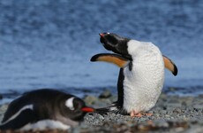 Temperature in Antarctica tops 20 degrees for the first time