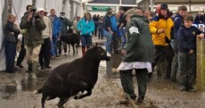 No pictures please! Sheep takes aim at paparazzi (GALLERY)
