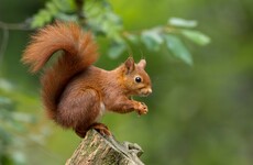 The Irish For: As we celebrate St Patrick's removal of snakes, what other animals have come and gone from Ireland?
