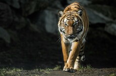 Four-year-old tiger at Bronx zoo tests positive for Covid-19