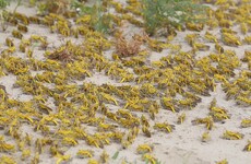 Locust swarms in Ethiopia creating food crisis for a million people