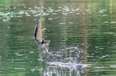 Taoiseach to ask NPHET for advice on if people can go fishing under Covid restrictions