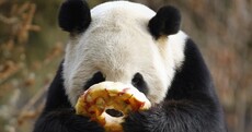 It's Friday! So here's a slideshow of pandas from around the world