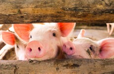 New swine flu found in China has pandemic potential, scientists warn