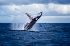 Your evening longread: The fascinating - and mysterious - life of humpback whales