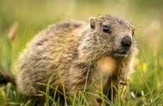 Teenage boy dies of bubonic plague in Mongolia