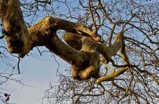 Concern for ‘distressed’ tree at Leinster House