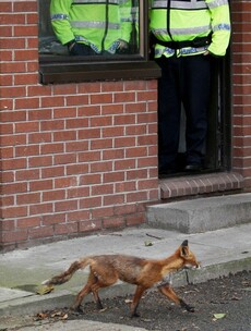 Harcourt Street Garda Station's Visitor of the Day