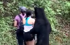 Mexican authorities investigating after wild bear that approached woman and got in selfie is castrated
