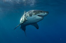 Australian surfer hailed a 'hero' after punching shark to save wife