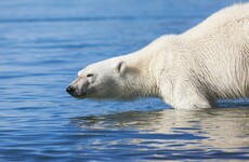 Polar bear kills man at campsite on Norway's Arctic Svalbard Islands