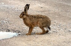 All eyes on the Greens as TD calls for hare coursing to be banned
