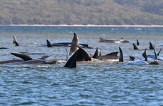 Race to save 200 whales in Australian harbour after 90 die when they got stuck